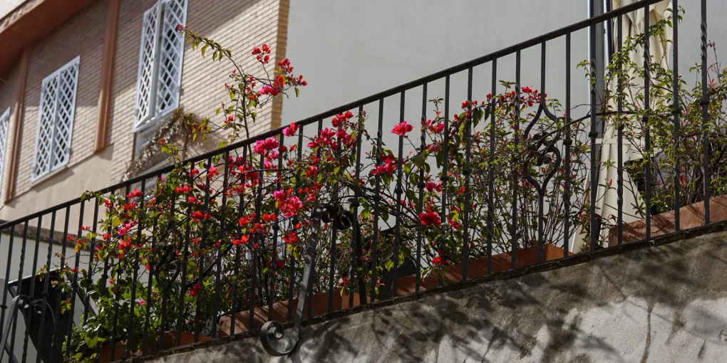 Garde-corps de balcon en fer forgé noir traversé par une plante grimpante à fleurs roses, devant une façade en brique